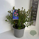 Escallonia 'Donard Radiance' 40-50 cm 5,0L