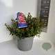 Escallonia 'Red Dream' 35-45 cm 5,0L
