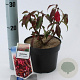 Euonymus alat. 'Compactus' 25-30 cm 2,0L