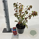 Euonymus alat. 'Compactus' 25-30 cm 2,0L