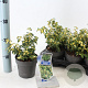 Euonymus fort. Blondy 15-20 cm P13