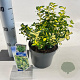 Euonymus fort. Blondy 20-25 cm 2,0L