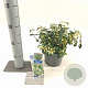 Euonymus fort. Blondy 20-25 cm 2,0L