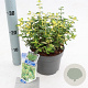 Euonymus fort. Blondy 20-25 cm 2,0L