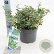 Euonymus fort. 'Emerald Gaiety' 20-25 cm 2,0L