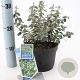 Euonymus fort. 'Emerald Gaiety' 20-25 cm 2,0L