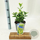 Euonymus jap. 'Aureomarginatus' 20-25 cm 2,0L