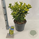 Euonymus jap. 'Aureomarginatus' 35-40 cm 5,0L