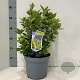 Euonymus jap. 'Aureomarginatus' 35-40 cm 5,0L