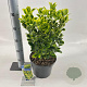 Euonymus jap. 'Aureomarginatus' 35-40 cm 5,0L