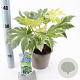 Fatsia japonica 'Spider's Web' 20-30 cm 2,0L