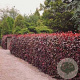 Fagus syl. 'Atropunicea' 40-60 cm wortelgoed 1/2