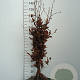 Fagus syl. 'Atropunicea' 40-60 cm wortelgoed 1/2