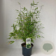 Fargesia nitida 'Volcano' 80-100 cm 3,0L