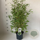 Fargesia nitida 'Volcano' 80-100 cm 3,0L