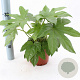 Fatsia japonica 20-30 cm 2,0L