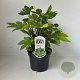 Fatsia japonica 30-40 cm 3,5L