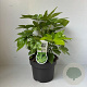 Fatsia japonica 35-45 cm 5,0L