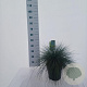 Festuca glauca 'Elijah Blue' 25-30 cm 5,0L