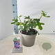 Ficus car. 'Rouge de Bordeaux' 50-60 cm 5,0L