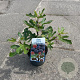 Ficus car. Little Miss Figgy 30-40 cm 2,0L