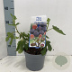 Ficus car. Little Miss Figgy 30-40 cm 2,0L