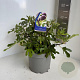 Ficus car. Little Miss Figgy 50-60 cm 5,0L