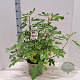 Ficus car. Little Miss Figgy 50-60 cm 5,0L