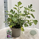 Ficus car. 'Morena' 50-60 cm 5,0L