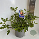 Ficus car. 'Morena' 50-60 cm 5,0L