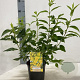 Forsythia int. 'Lynwood' 20-30 cm 2,0L