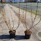 Forsythia int. 'Spectabilis' 30-40 cm 2,0L