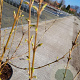Forsythia int. 'Spectabilis' 30-40 cm 2,0L