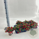 Gaultheria proc. Big Berry 10-15 cm C1