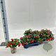 Gaultheria proc. Big Berry 10-15 cm C1