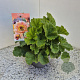 Geum rivale 'Mai Tai' 20-25 cm 2,0L