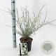 Gomphostigma v. 'Silver Butterfly' 30-40 cm 2,0L