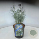 Gomphostigma v. 'Silver Butterfly' 30-40 cm 2,0L