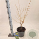 Hamamelis int. 'Arnold Promise' 30-40 cm 5,0L