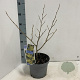 Hamamelis int. 'Arnold Promise' 30-40 cm 5,0L