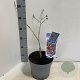 Hamamelis int. 'Feuerzauber' 30-40 cm 5,0L