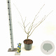 Hamamelis int. 'Pallida' 30-40 cm 5,0L