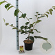 Hamamelis int. 'Pallida' 30-40 cm 5,0L