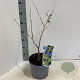 Hamamelis int. 'Pallida' 30-40 cm 5,0L