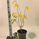 Hamamelis int. 'Westerstede' 30-40 cm 5,0L