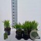 Hakonechloa macra 20-25 cm 2,0L