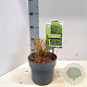 Hakonechloa macra 20-25 cm 2,0L