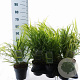 Hakonechloa macra 20-25 cm 2,0L