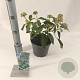 Hedera colchica 'Fall Favourite' 20-25 cm 2,0L