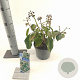 Hedera colchica 'Fall Favourite' 20-25 cm 2,0L